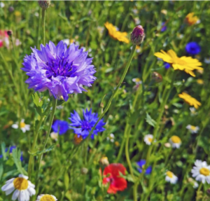 Irish wildflowers